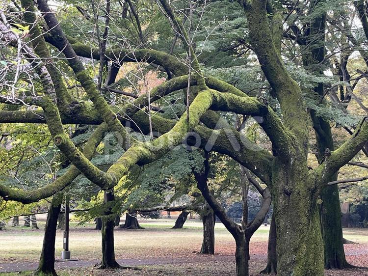 苔の生えた木 苔,木,公園の写真素材