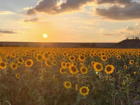 夕焼けひまわり 夕焼けひまわり 夕焼け,ひまわり,夏の写真素材