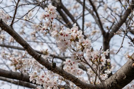桜 桜の写真
