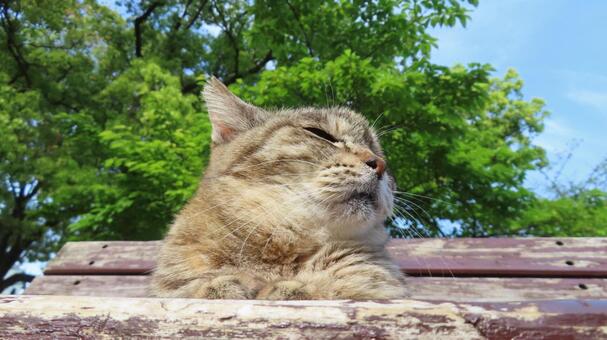 お気に入りのベンチで寛ぐあざと過ぎる猫様 猫,キジトラ,顔の写真素材