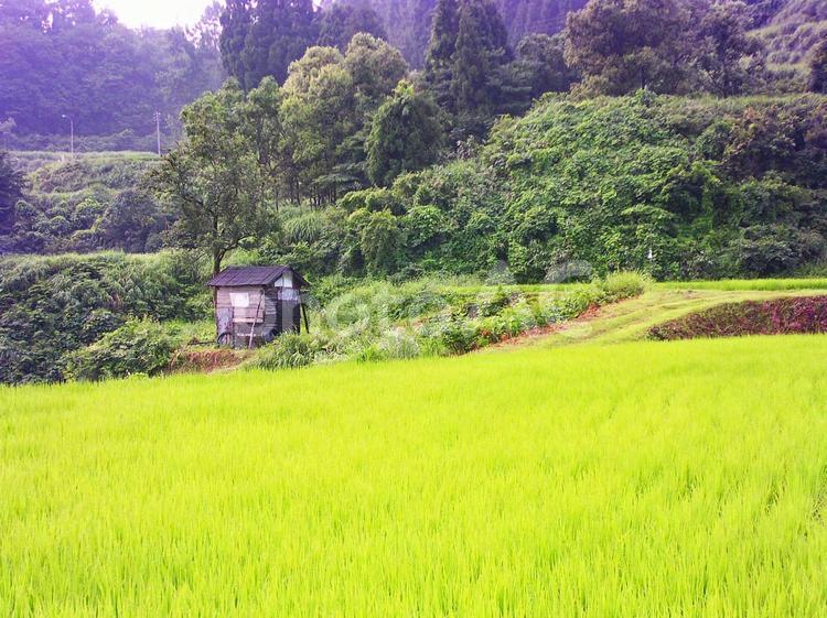 田舎の風景・棚田・田んぼ 風景,田舎,棚田の写真素材