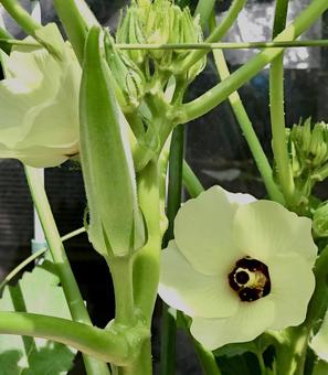 美しい花 オクラ 美しい花 オクラ オクラ,おくら,花の写真素材