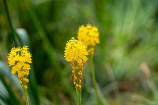 春光に揺れる黄色ブルビネラ の野草 春光に揺れる黄色ブルビネラ の野草の写真