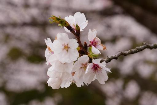 サクラの花 サクラ,花,木の写真素材
