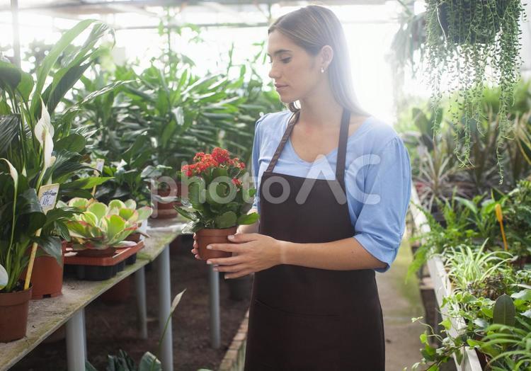 赤い花の鉢植えを持っている女性の横顔 女性,フローリスト,花屋の写真素材