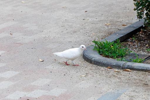白いハトの散歩 白いハトの散歩 白いハト,散歩,公園の写真素材