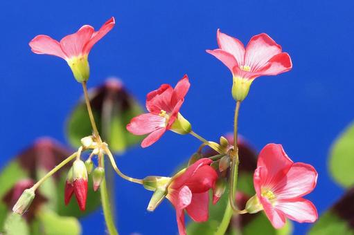 モンカタバミの花 モンカタバミの花 植物,野草,草花の写真素材