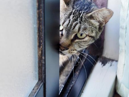 Stray cat peeking into the room, JPG Stray cat peeking into the room, JPG