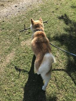 木を加えて歩く柴犬の後ろ姿 木を加えて歩く柴犬の後ろ姿の写真