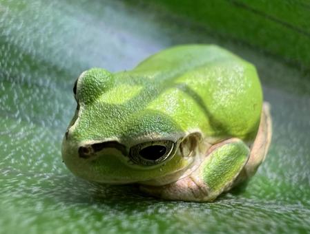 アマガエル2 アマガエル2 アマガエル,カエル,爬虫類の写真素材