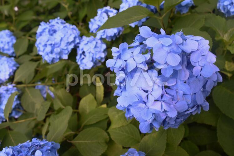アジサイ（青・その3） アジサイ,紫陽花,あじさいの写真素材