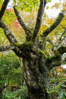 苔むす古木 木,樹木,古木の写真素材