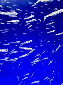 水族館 水族館,魚,ダイビングの写真素材