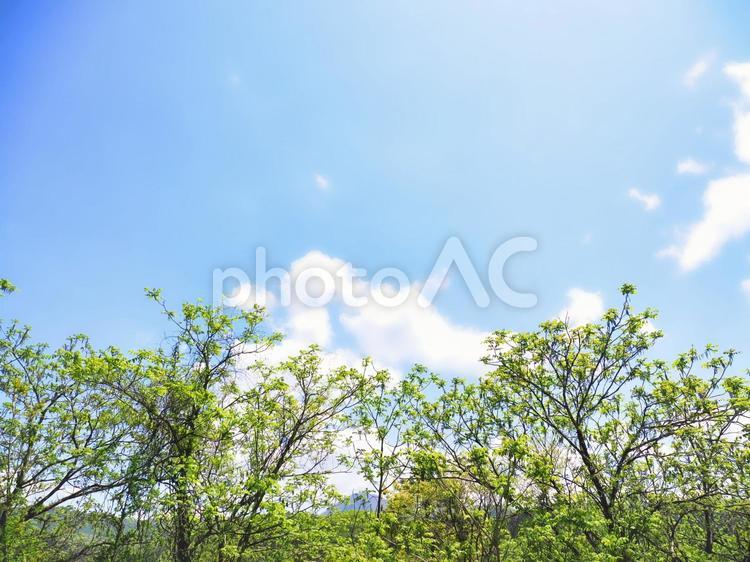 木々と爽やかな青空 青空,空,イメージの写真素材