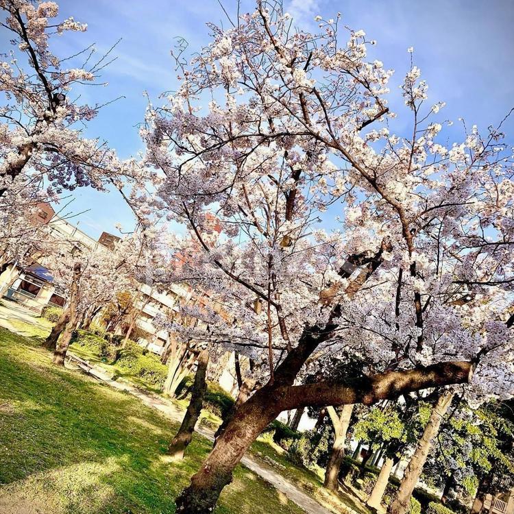 花見 さくら,桜,花見の写真素材