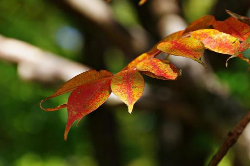 紅葉しかけたハゼノキ 紅葉しかけたハゼノキ ハゼノキ,櫨の木,葉の写真素材