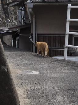 にゃんこ にゃんこの写真