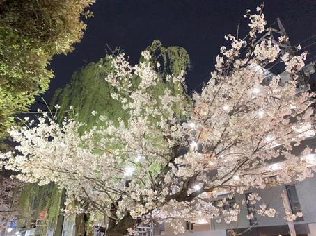 夜桜 夜桜,自然,風景の写真素材