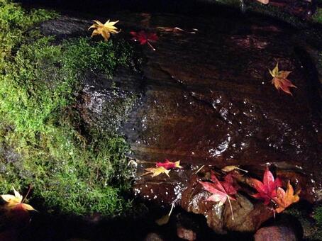 紅葉 紅葉の写真