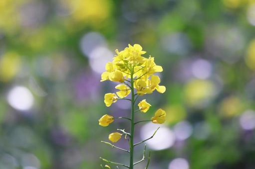 春の光に輝く菜の花畑 花,菜の花,植物の写真素材