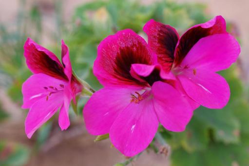 道端に咲いた花 道端に咲いた花の写真