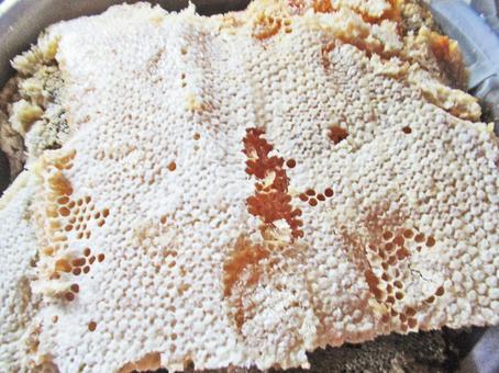 食べ物 食べ物の写真