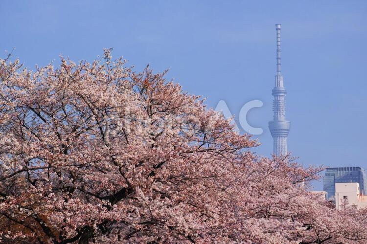 東京スカイツリーと満開の桜 東京スカイツリー,桜,春の写真素材
