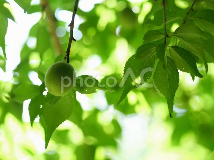 新緑と梅の実 梅,葉,葉っぱの写真素材