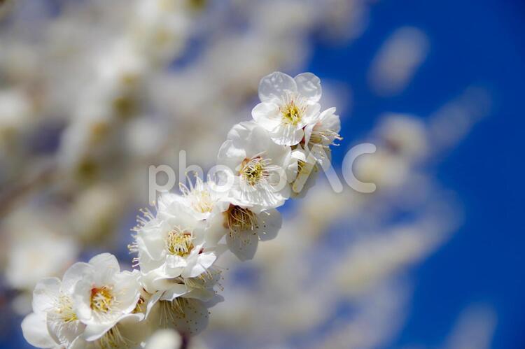 青空を背景にした白梅の花のアップ 白梅,花,梅の写真素材