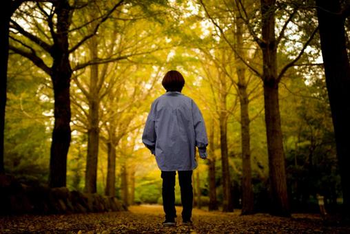 <素材>紅葉のイチョウ並木を観光する女性 <素材>紅葉のイチョウ並木を観光する女性 女性,紅葉,並木道の写真素材