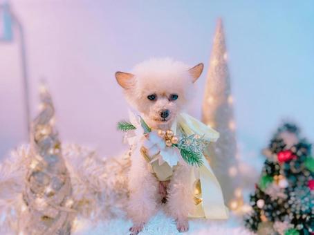 クリスマス犬 クリスマス犬 夢幻的,ピンク,クリスマスの写真素材