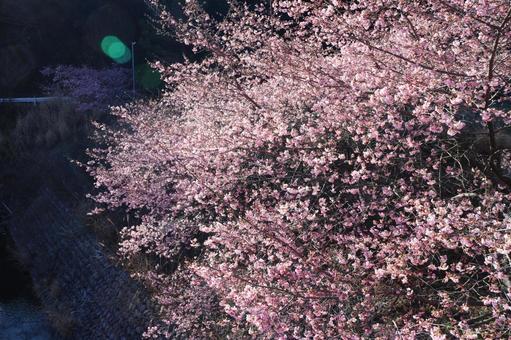 2月の河津桜 2月の河津桜の写真