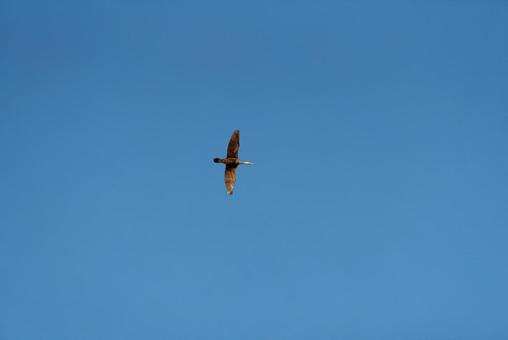 大空を優雅に舞うカワウ 大空を優雅に舞うカワウの写真
