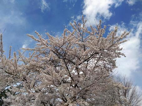満開、青空に映えるソメイヨシノの写真