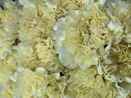 花（カーネーション） 花,アップ,植物の写真素材
