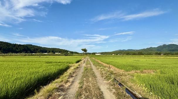 農道 農道 田んぼ,水田,農耕車の写真素材