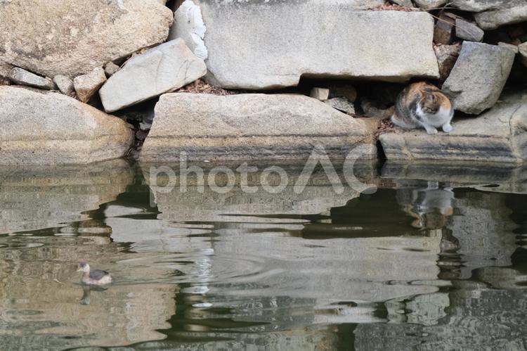 堀のカイツブリを狙う三毛猫 猫,カイツブリ,野良猫の写真素材