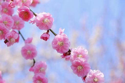 梅の花　淡いピンク 梅,春,花の写真素材