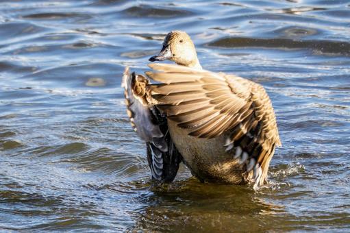 オナガガモの羽ばたき⑽ カモ,オナガガモ,メスの写真素材