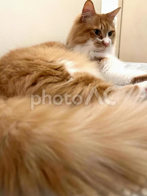 しっぽがもふもふ 猫,ねこ,モフモフの写真素材