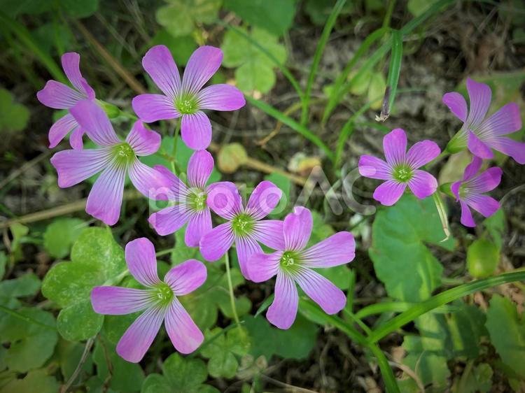 たくさんの小さなピンク色の花 ピンク,小さい,花の写真素材