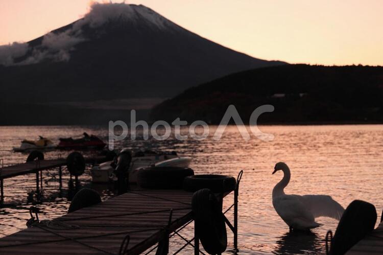 夕暮れの白鳥 鳥,白鳥,夕暮れの写真素材