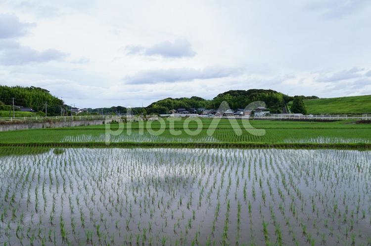 田舎の風景 稲,風景,景色の写真素材