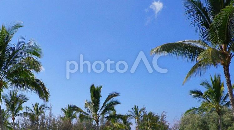 ヤシの木と青空 ヤシの木,椰子,サムネイルの写真素材
