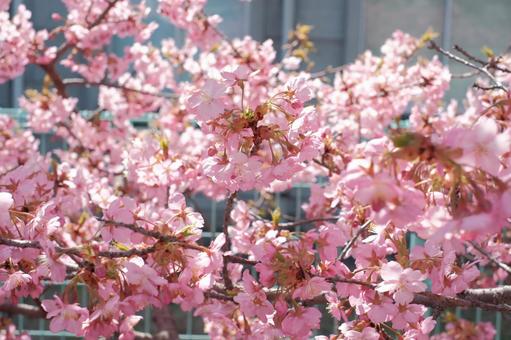 満開の桜① 満開の桜①の写真