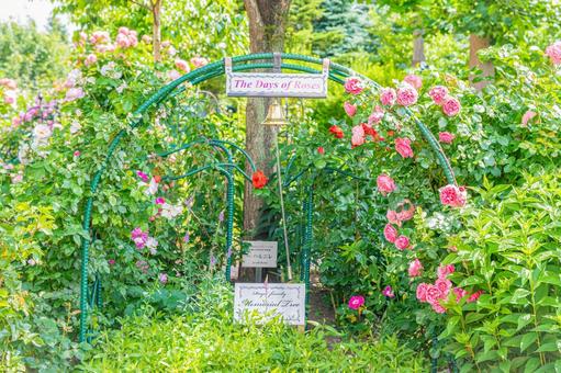 北海道 札幌のバラ園 北海道 札幌のバラ園の写真