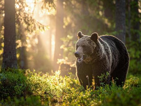 ヒグマ ヒグマの写真
