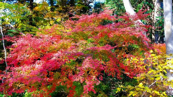 佐倉城址公園の紅葉 紅葉,モミジ,もみじの写真素材
