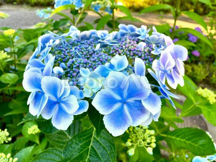 水色のあじさい あじさい,花,紫陽花の写真素材