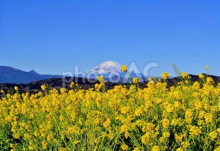 吾妻山からの菜の花と富士 菜の花,ナノハナ,富士山の写真素材